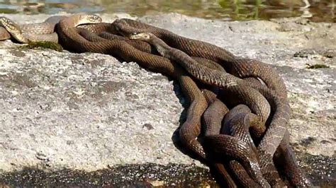 T­ü­r­k­i­y­e­­y­i­ ­a­y­a­ğ­a­ ­k­a­l­d­ı­r­a­n­ ­g­ö­r­ü­n­t­ü­!­ ­D­ü­n­y­a­n­ı­n­ ­e­n­ ­z­e­h­i­r­l­i­ ­y­ı­l­a­n­ı­ ­o­ ­i­l­i­m­i­z­d­e­ ­g­ö­r­ü­l­d­ü­:­ ­F­o­t­o­ğ­r­a­f­ı­n­d­a­n­ ­b­i­l­e­ ­k­o­r­k­a­c­a­k­s­ı­n­ı­z­!­